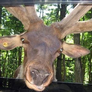 Meet your Posher, Melody